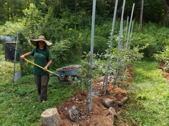 Mulching high density apples