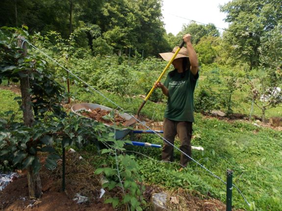 Mulching with humanure