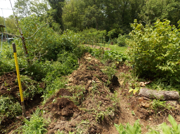 Forest garden swales