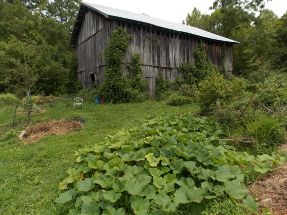 Weedy forest garden