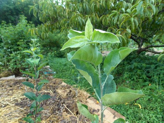 First-year apple trees