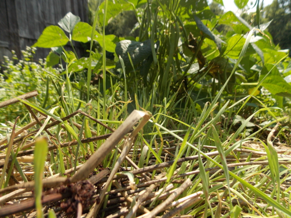 Sprouting mulch