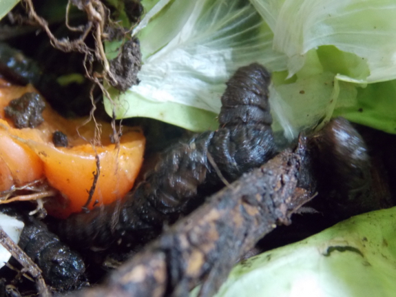 Black soldier fly larvae