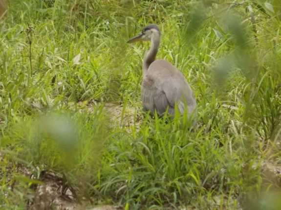 Blue Heron spotted in flood plain