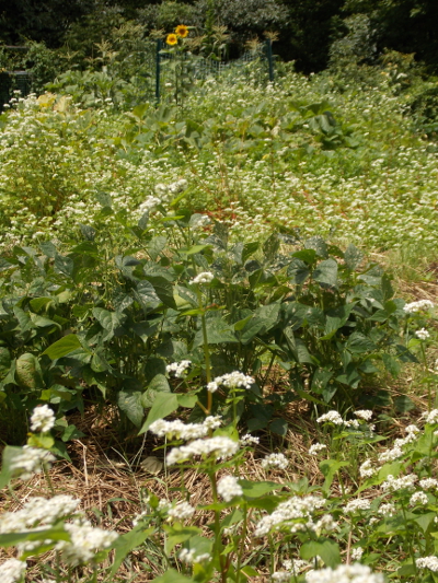 Cover crops