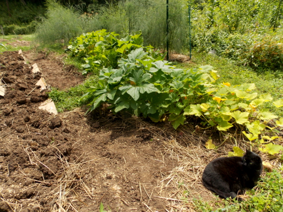 New garden bed