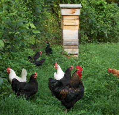 Pastured chicken flock