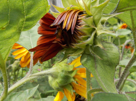 Red sunflower