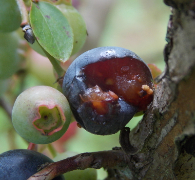 Pecked blueberry