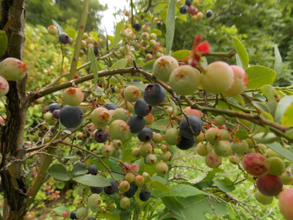 Ripening blueberries