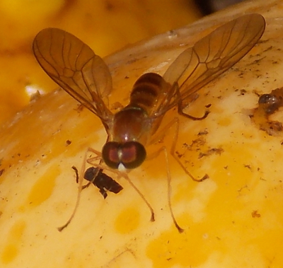 Fly on squash