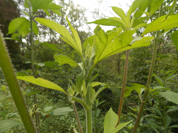 Deer-nibbled ragweed