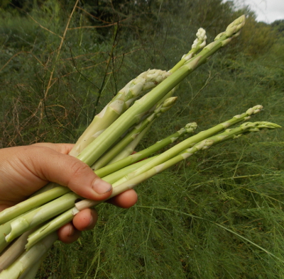 August asparagus