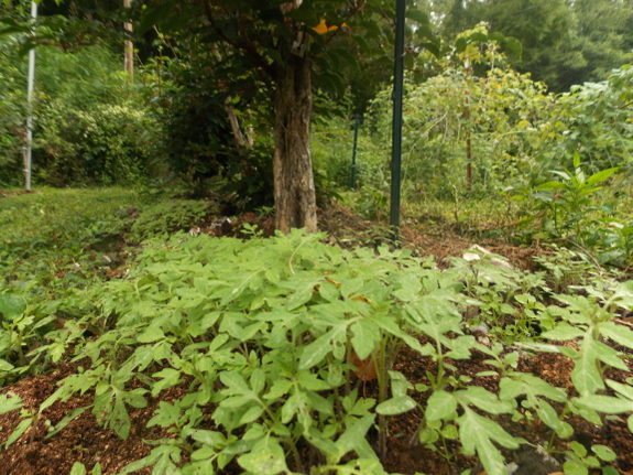 Tomato seedlings