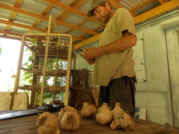 processing garlic on the porch
