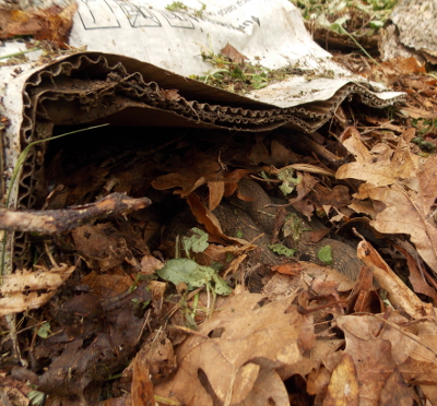 Snake under cardboard