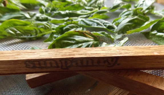 Drying basil