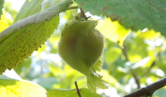 Ripening hazelnut