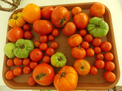 Ripening tomatoes
