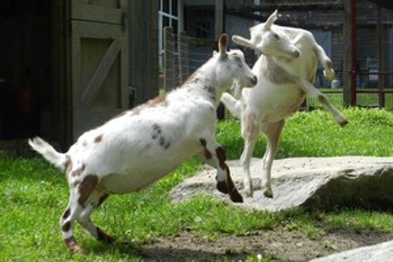 goats from chicken cam