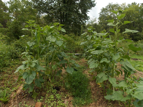 Cover crop polyculture