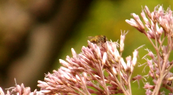 Honeybee on Joe Pye Weed