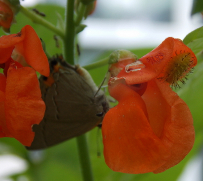 Insects on bean flowers