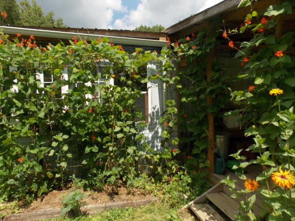 Scarlet runner beans