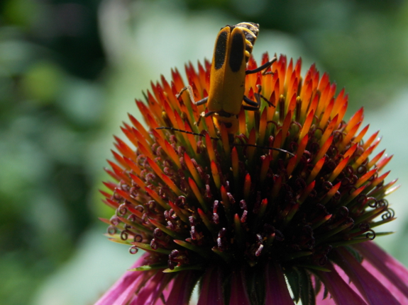 Feeding soldier beetle