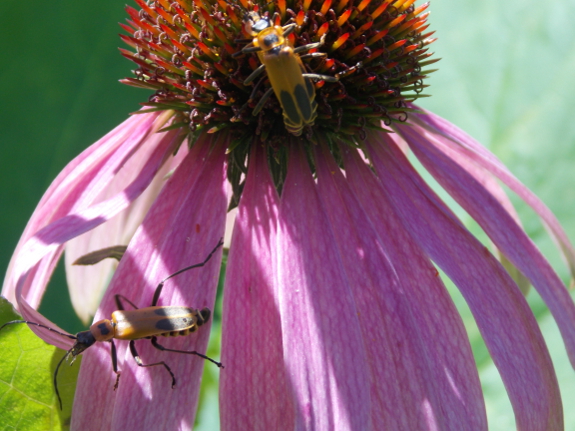 Goldenrod leatherwing