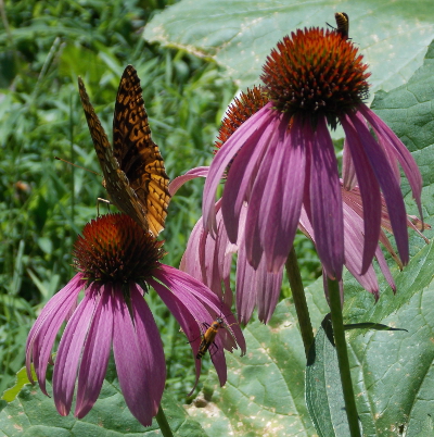Insects on echinacea