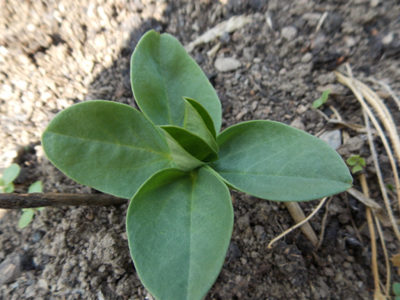 Fava bean seedling