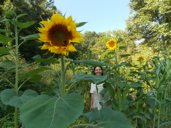 Sunflowers