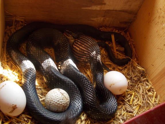 Snake eating egg