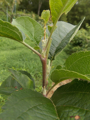 New apple branches