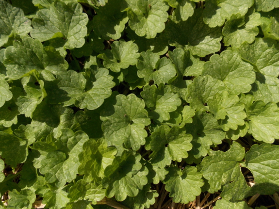 Ground ivy