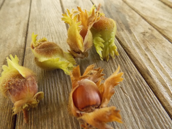 Hazelnut husks