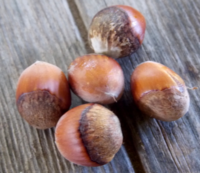 Hazelnuts