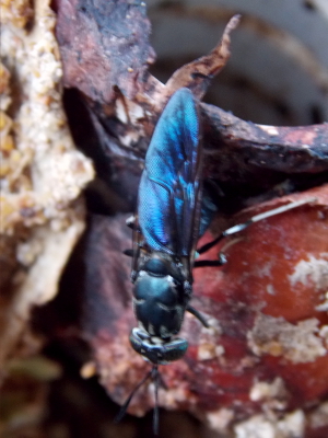 Black soldier fly laying eggs