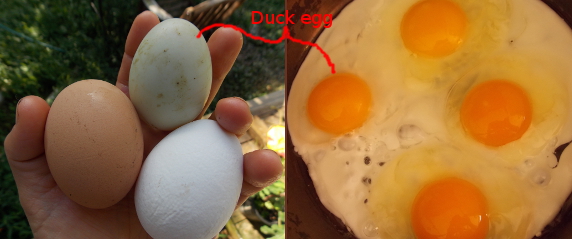 Duck versus chicken eggs
