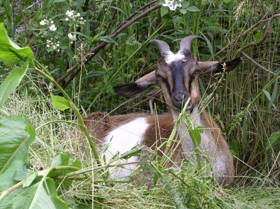 Mutt goat