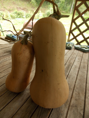 Big and little butternut