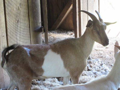 Goat with horns