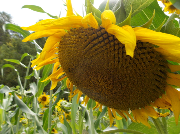 Nodding sunflower