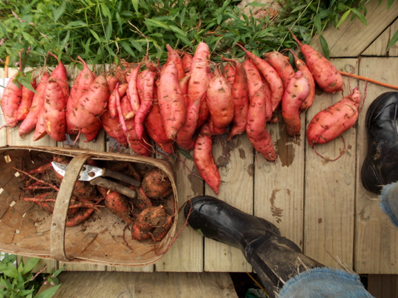 Sweet potato harvest