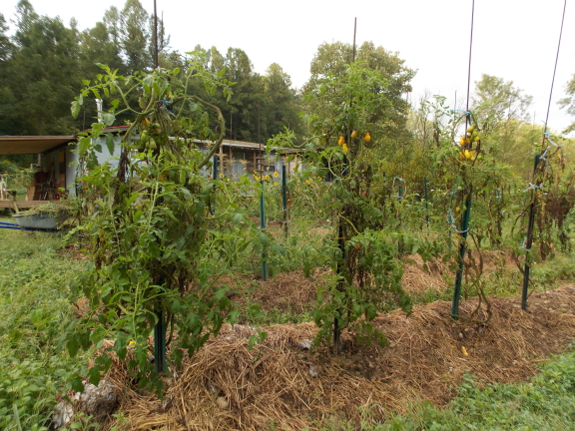 Declining tomatoes