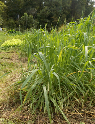 Oat cover crop