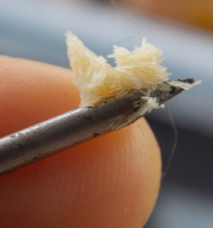 Black soldier fly eggs