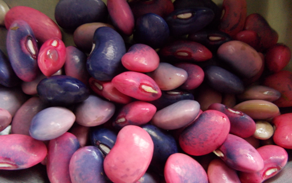 Scarlet runner beans