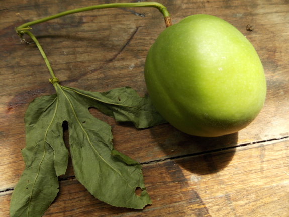 Passionflower fruit